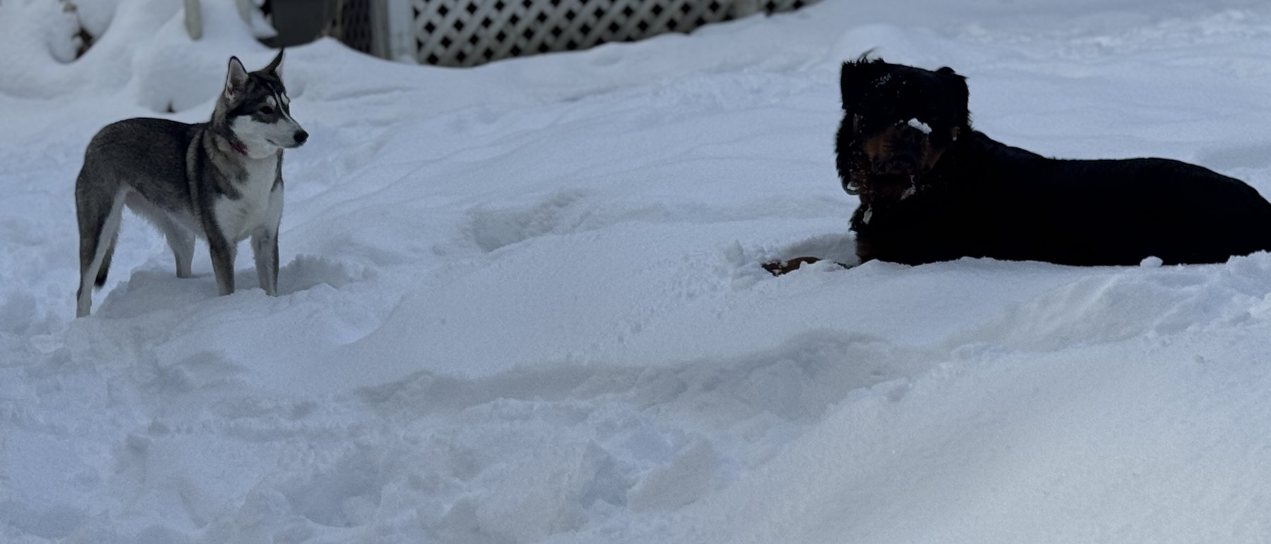 Two of the foundation's dogs in the snow